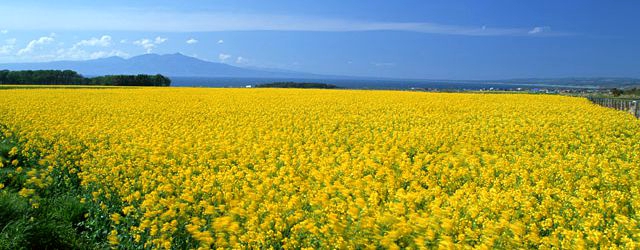 国内旅行の定番のおみやげ
